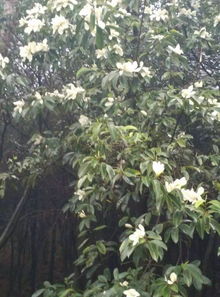 缅桂花