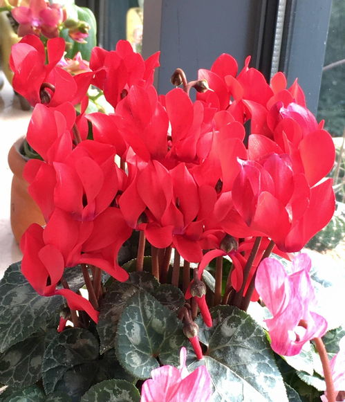 100种花的寓意和花语