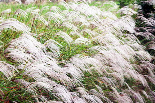荻花