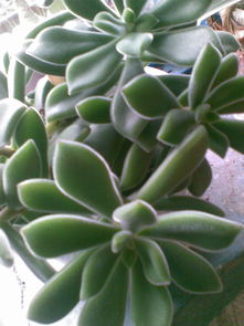 植物名称大全