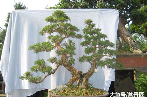 赤楠为什么叫千年不长万年木
