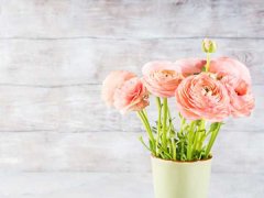 花毛茛怎么过冬
