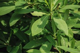 结香花什么时候开花