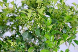 米兰花怎么养