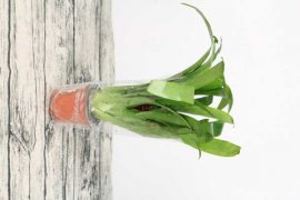 鸿运当头花怎么养