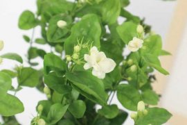 茉莉花怎么养开花多