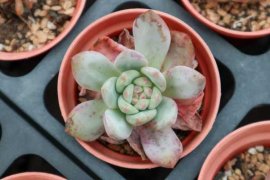 春天就养这18种多肉，财运福运桃花运···好运爆棚！