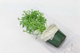 玛格丽特怎么修剪