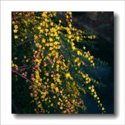 迎春花怎么养