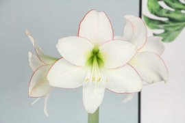 朱顶红什么时候开花