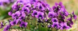 紫花地丁花语(紫花地丁寓意着什么)
