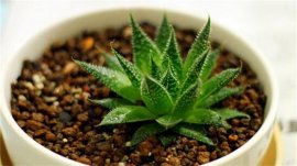 净化空气的室内植物有哪些？盘点十大净化空气的室内植物