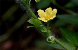西瓜开花结果期如何管理？西瓜开花结果期的管理要点
