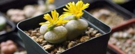 多肉植物施什么肥容易爆盆(让多肉爆盆的6个技巧)