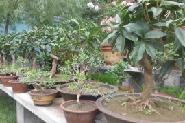 <b>桂花树盆景的修剪方法</b>