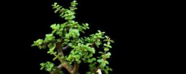 玉树夏天多久浇水一次(玉树冬天可以露养吗)