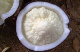 椰子的功效与作用(椰子上火还是降火)