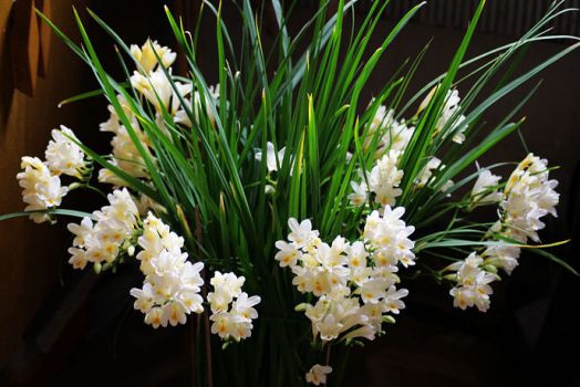 <b>香雪兰价格：种球,切花,盆栽</b>