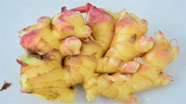 <b>盆栽生姜的种植方法和注意事项</b>