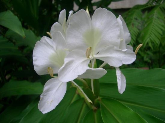 <b>姜花的花语：将记忆永远留在夏天</b>