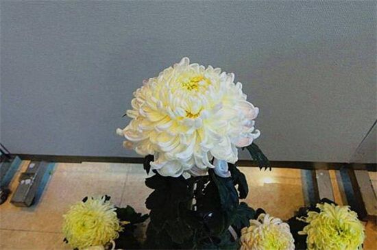 菊花如何室内越冬？菊花在室内4种越冬方法