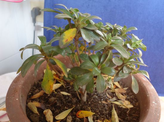 花叶子发黄 花叶子发黄用什么肥料