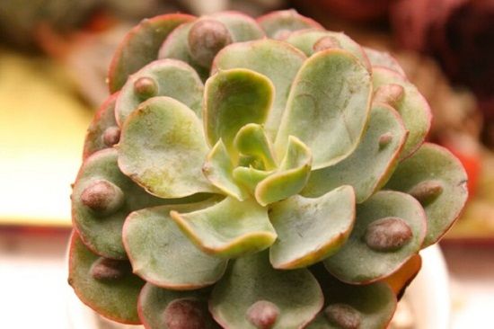 关于多肉植物雨滴的资料简单介绍多肉与雨滴的相关信息