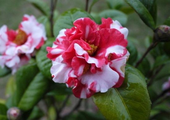 名贵茶花盘点