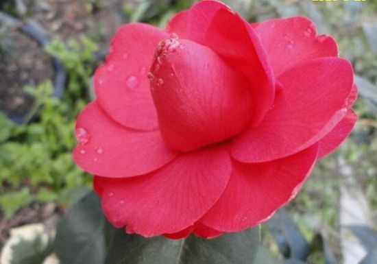名贵茶花盘点——状元红  