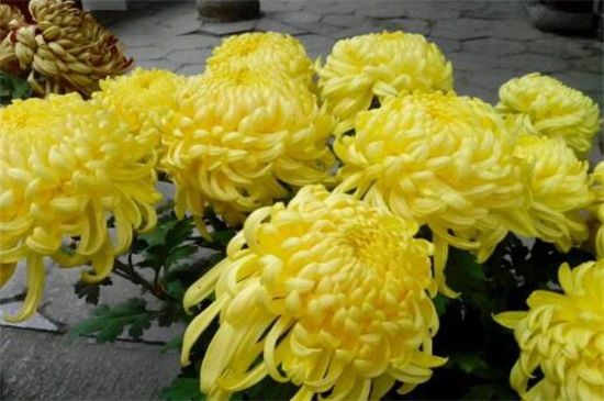 菊花是怎么繁殖的？菊花播种/扦插/分株/压条/嫁接方法