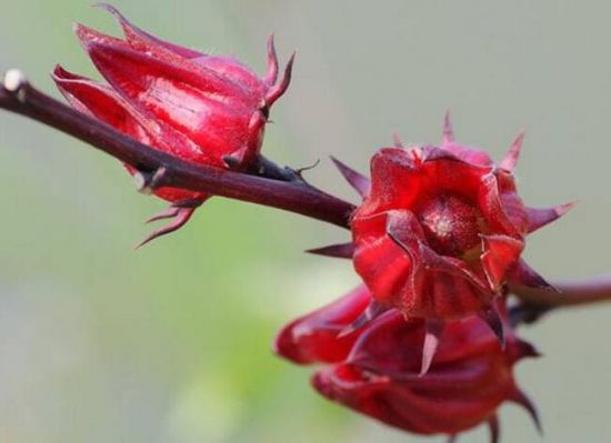 <b>洛神花是什么？洛神花的功效和作用</b>
