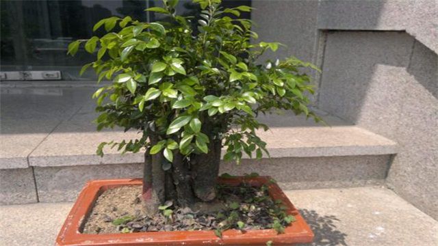 <b>小叶紫檀怎么养？盆栽小叶紫檀图片</b>