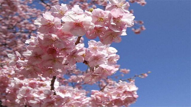 <b>樱花花语是生命之美</b>