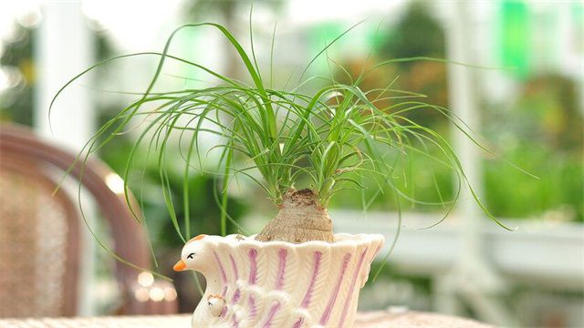 酒瓶兰的繁殖方法和酒瓶兰扦插繁殖步骤
