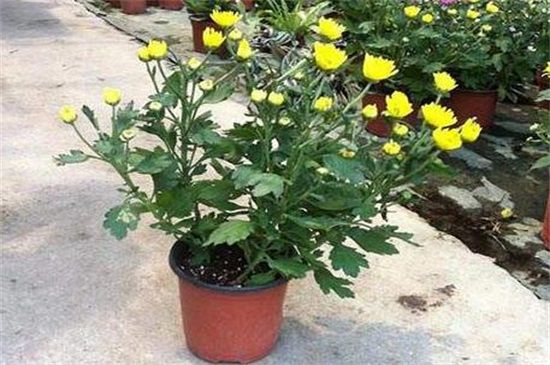 菊花什么时候可移栽？菊花移栽注意事项(4个要点)