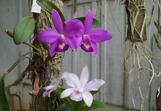 异色的兰花