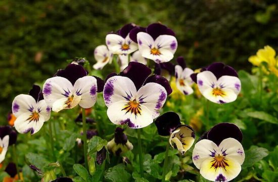<b>蝴蝶花的花语：思虑、思念、无条件的爱</b>
