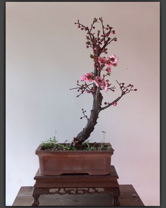 怎样使盆栽梅花开花美