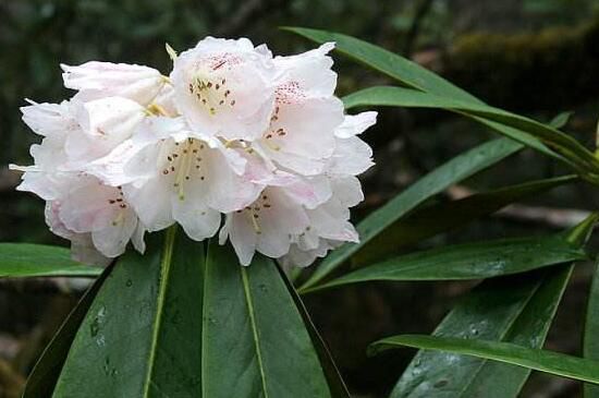 杜鹃花有哪些常见品种？盘点十种最常见的杜鹃花