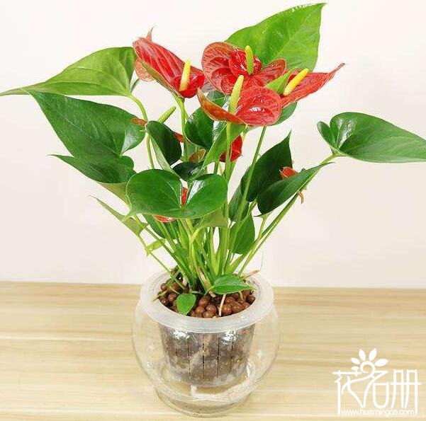 最漂亮的七种水培花卉推荐鸿运当头的水培方法 依稀植物网