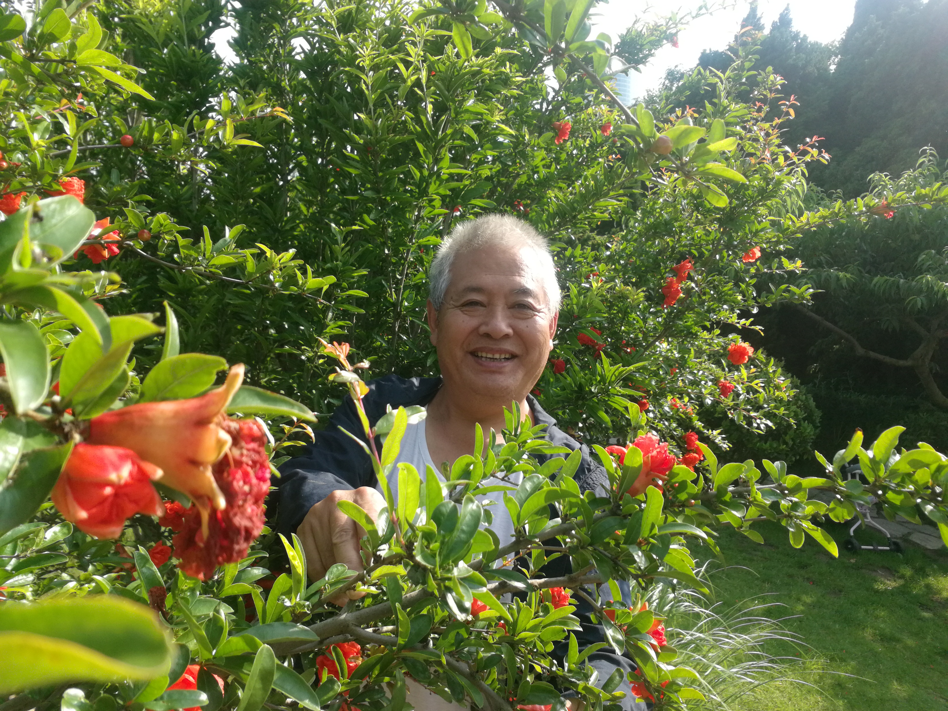 观赏水生植物_杜鹃花属植物多是世界著名观赏树种_水生高大植物有哪些