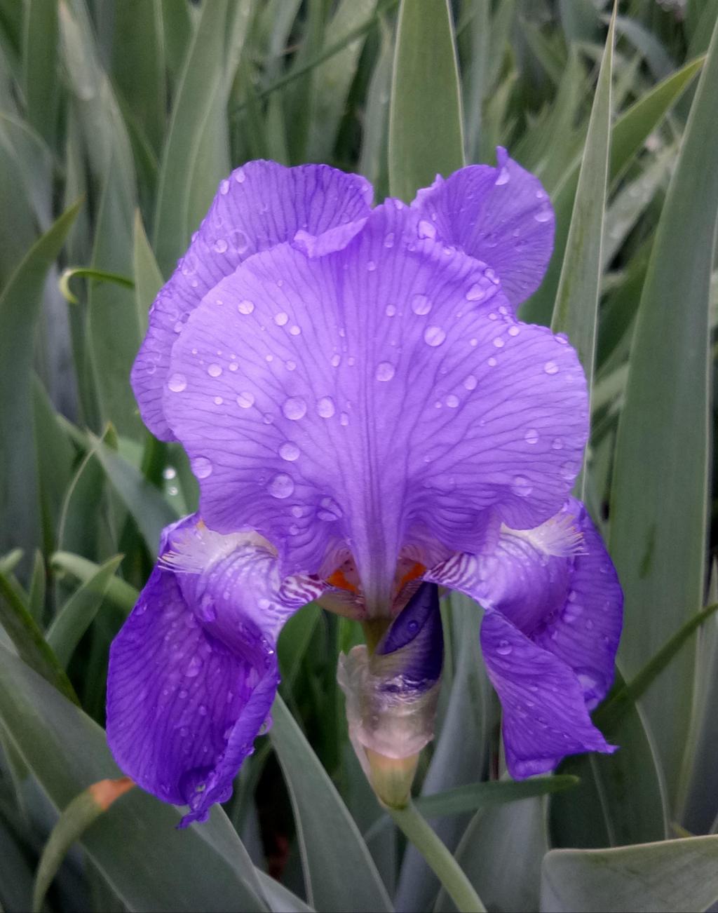 西班牙鸢尾 宿根花卉_鸢尾科有哪些花卉_德国鸢尾 荷兰鸢尾