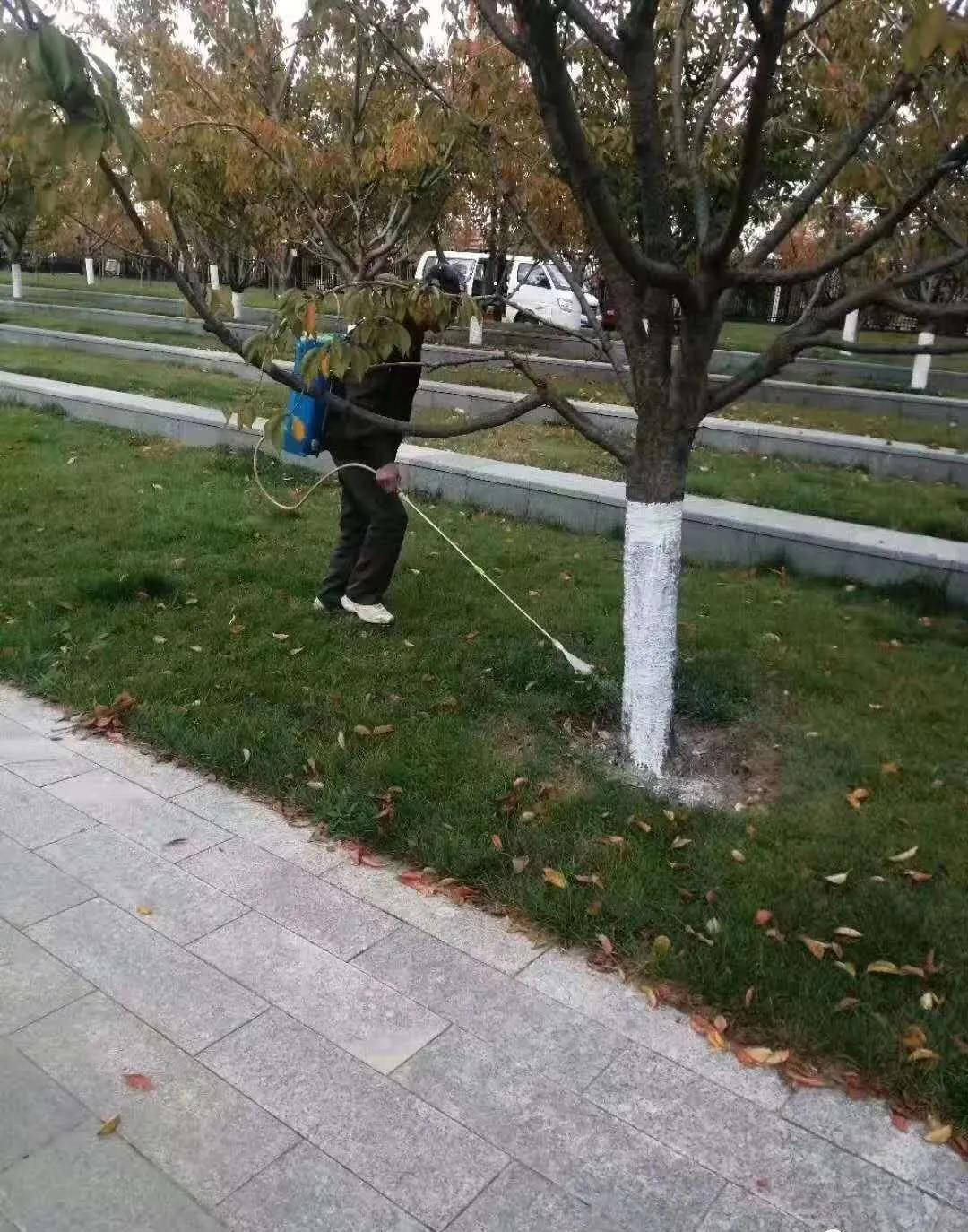 植物雕塑养护方法_观叶植物冬季养护方法_冬季养护君子兰