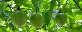 百香果几月份开花结果(百香果十一月还有花开吗)