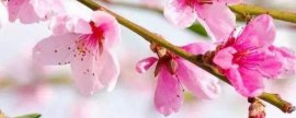 桃花的气味是什么(桃花散发出什么香味)