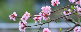 桃花适合在什么地方生长(桃花一般长在什么地方)