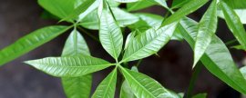 发财树怎么种植方法(家里为什么不能种发财树)