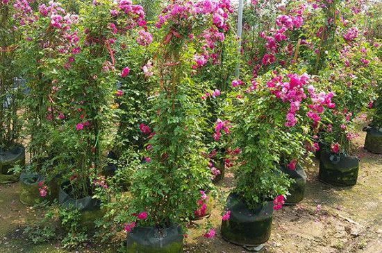 红木香爬藤如何种植红木香骗局