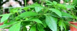 盆栽发财树的养殖方法和注意事项(怎样给发财树浇水)