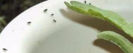 花盆小飞虫太多了怎么处理见效快?(快速除花土小黑飞虫)